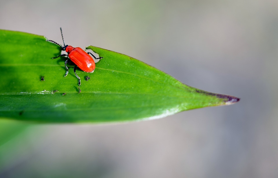 Insect animal bug