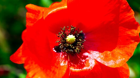 Red poppy wildflower photo