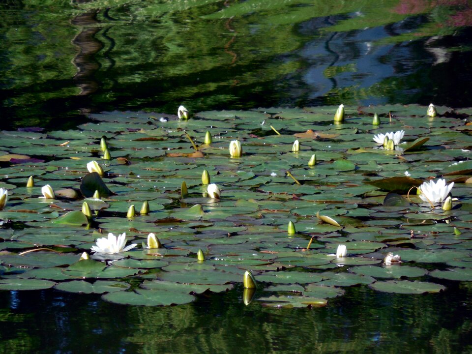 Nuphar flower aquatic plant photo