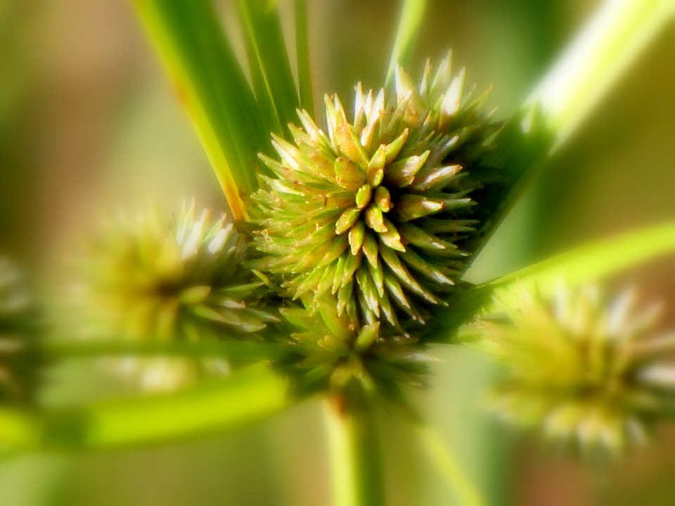 Nature environment field