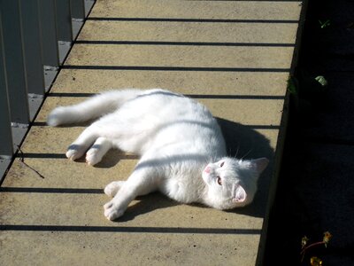 Mieze domestic cat tiger