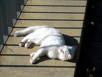 Mieze domestic cat tiger photo