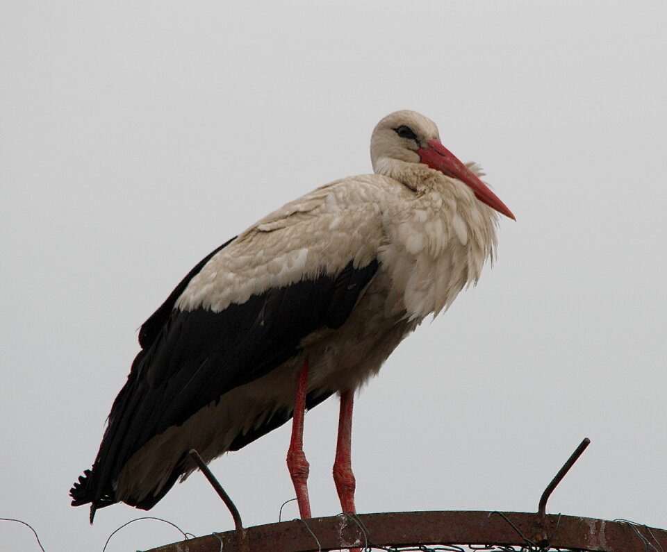 White storks mountain husen stork village