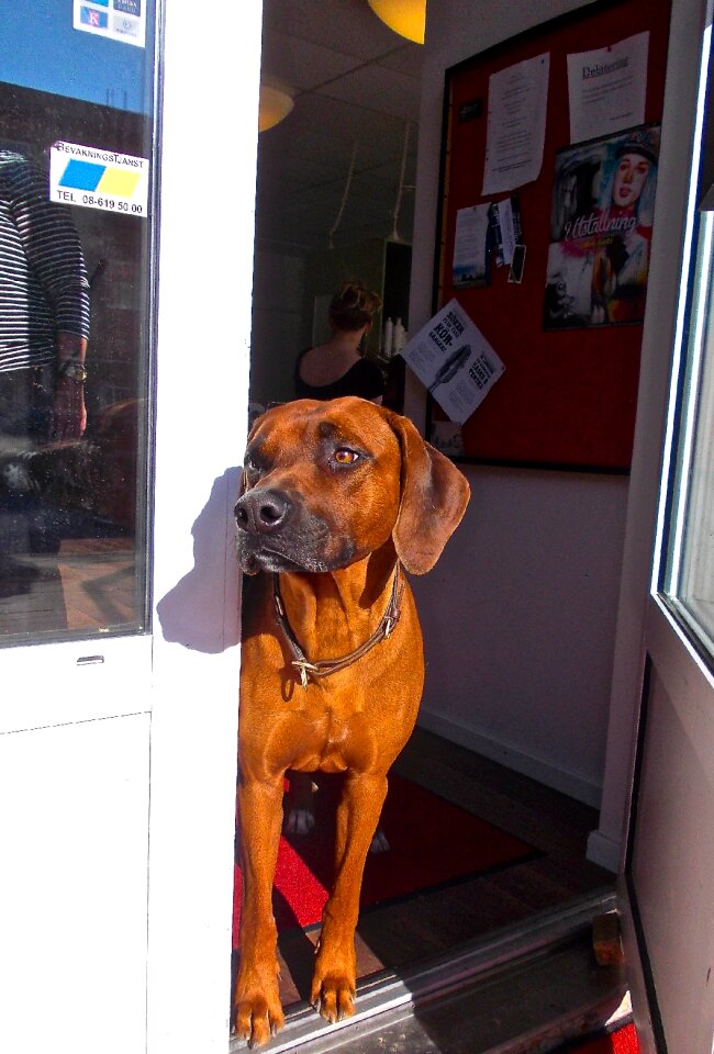 Dog ridgeback curious