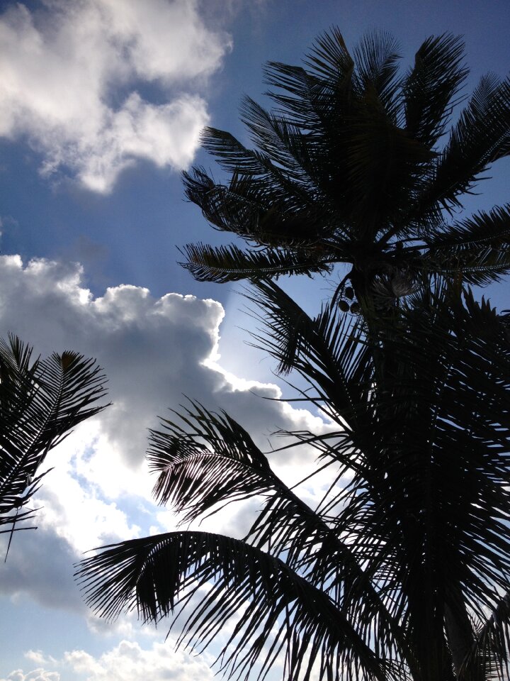 Palm tree silhouette photo