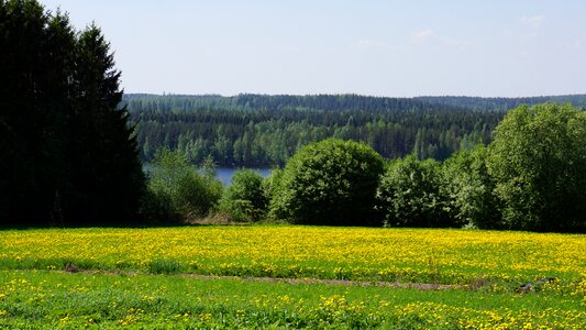 Forest tarvaanrannassa voikukkapelto lake photo