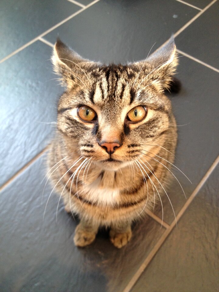 Animal portrait pet