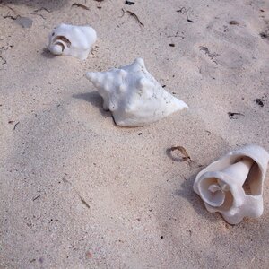 Shells sand