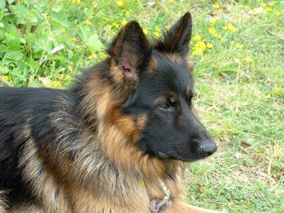 Pet watchdog animals