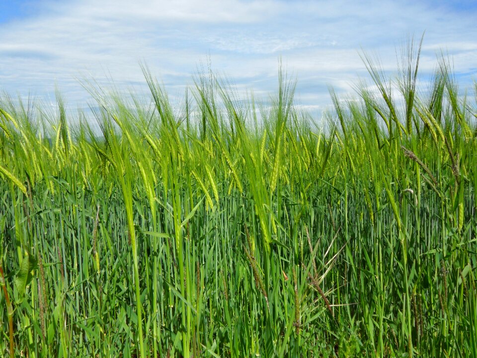 Landscape scenic wheat spike