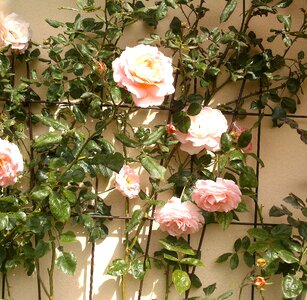 Garden roses flowers