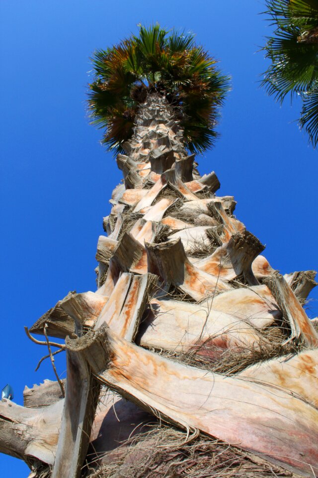 Log tribe andalusia