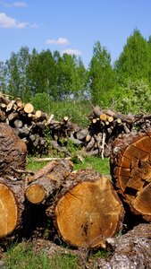 Felled tree sawn timber tree trunk photo