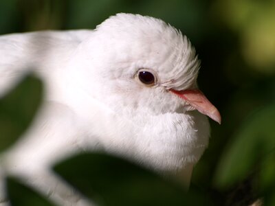 Bill bird close up photo