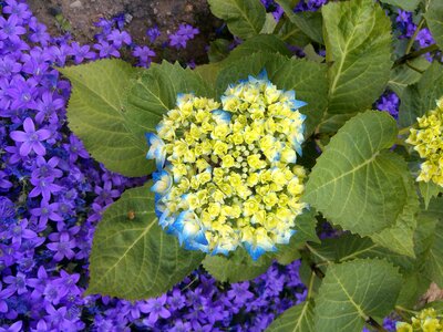 Bloom flower greenhouse hydrangea photo