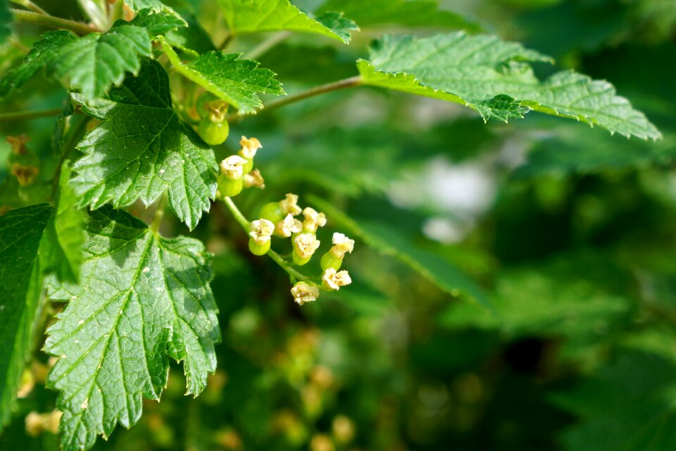 Flower marjaksi green fruit berry early