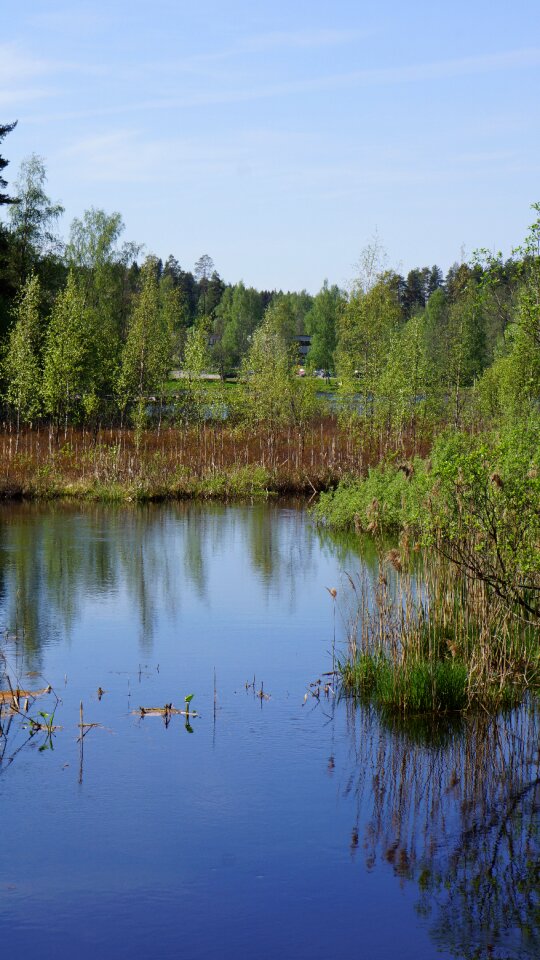 River wetland reeds