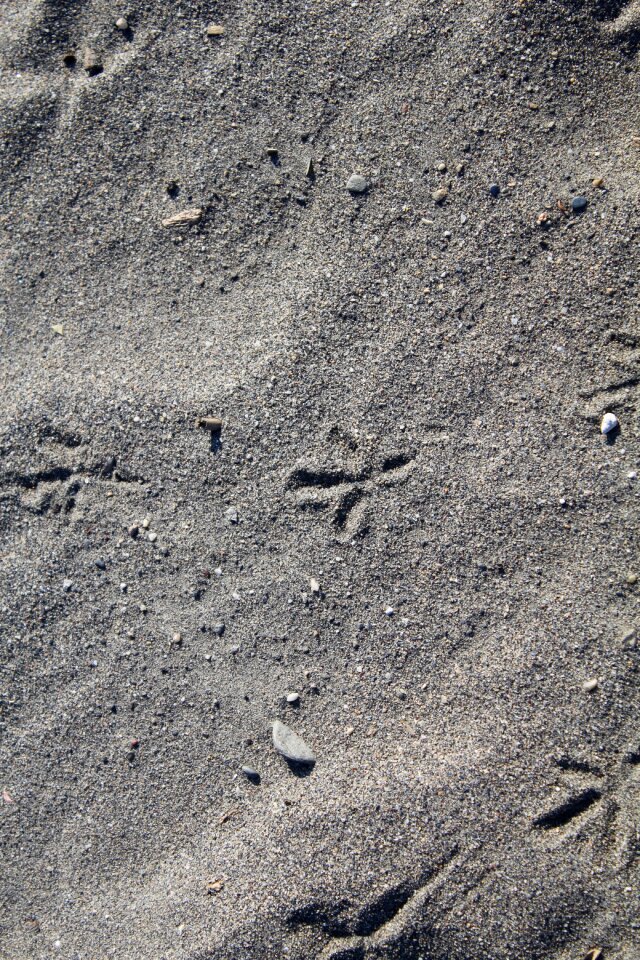 Traces beach animal track