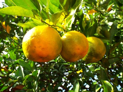 Bergamot fruit linda