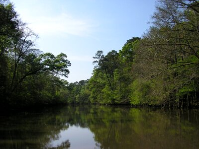 Trees nature calm
