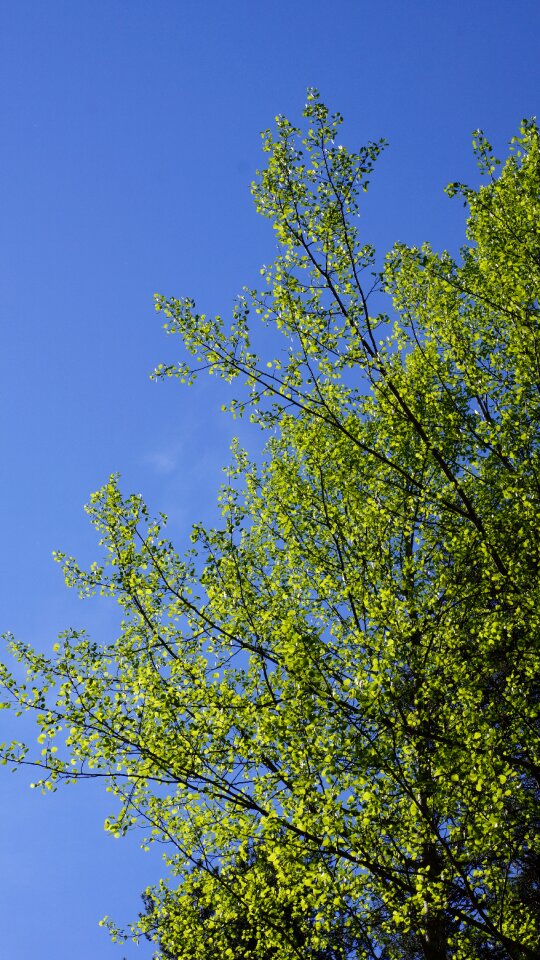 Spring deciduous tree tender