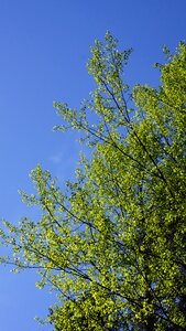 Spring deciduous tree tender