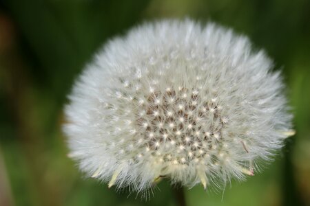 Wild plant close up medicinal plant