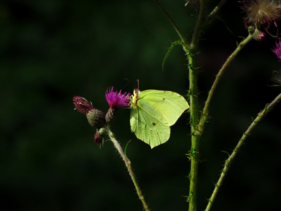 Insect flower nature