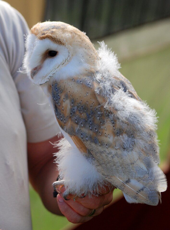 Young wildlife bird