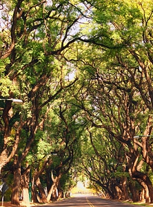 Road tree arboleda photo