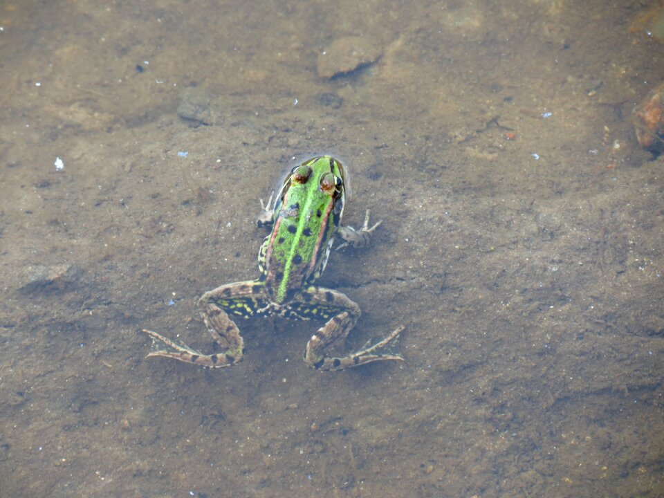 Nature green wildlife
