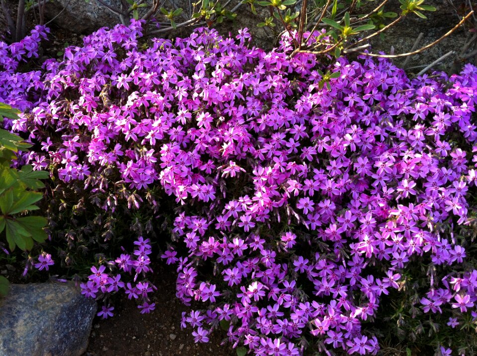 Purple purple flowers background