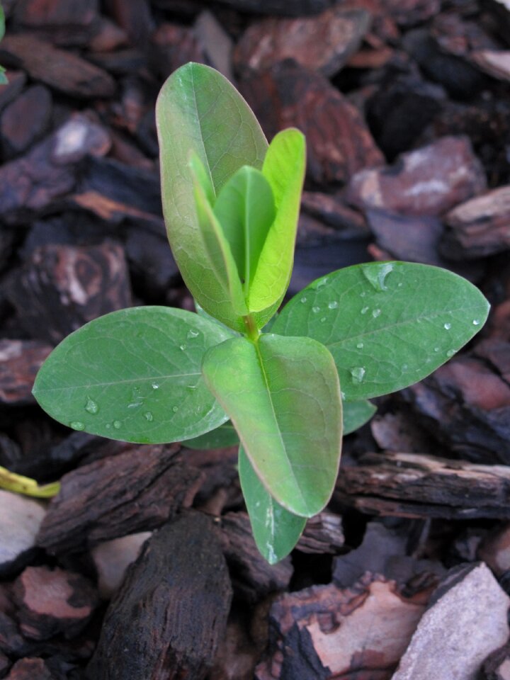 Green plants nature
