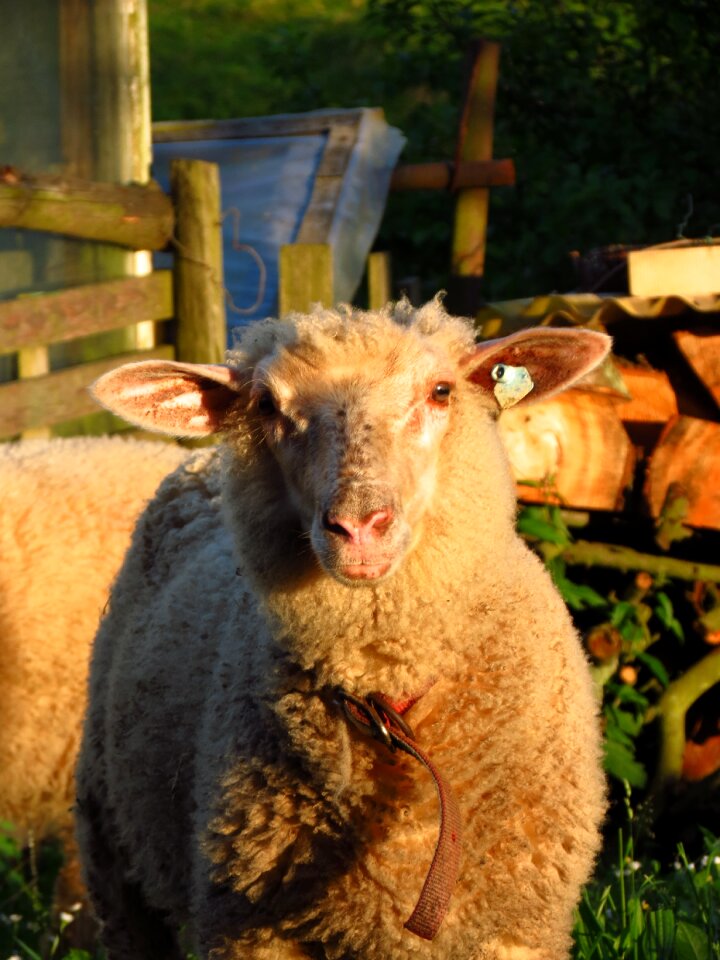 Agriculture animal sunlight