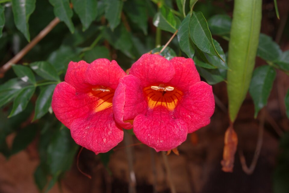 Blossom red