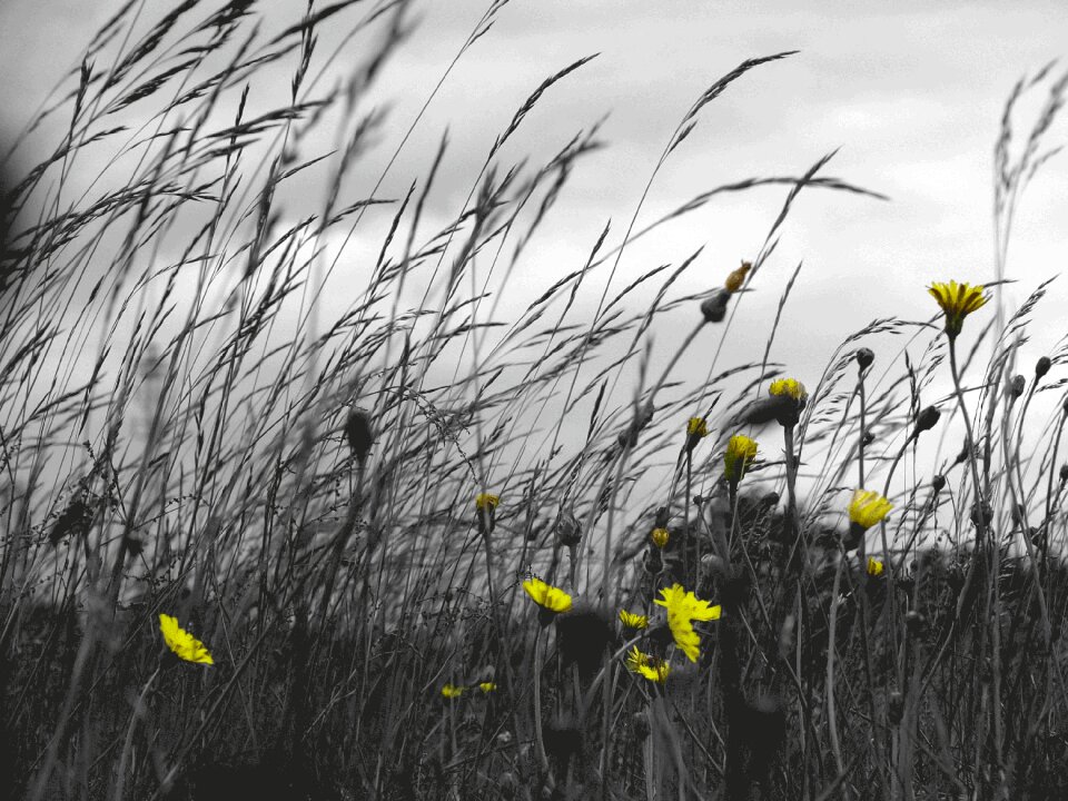 Clouds flowers yellow