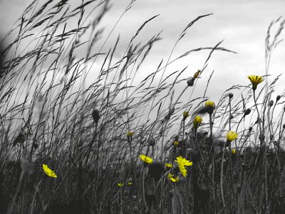 Clouds flowers yellow