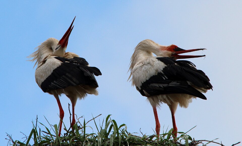 Storks mountain husen stork village