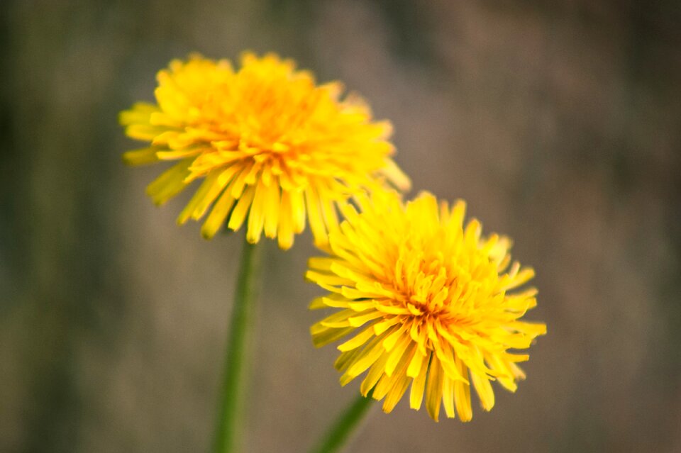 Spring macro plant