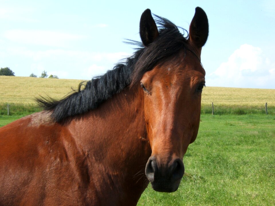 Horse coupling pasture