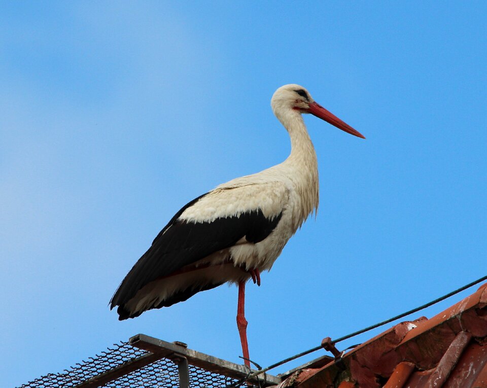 White storks mountain husen stork village