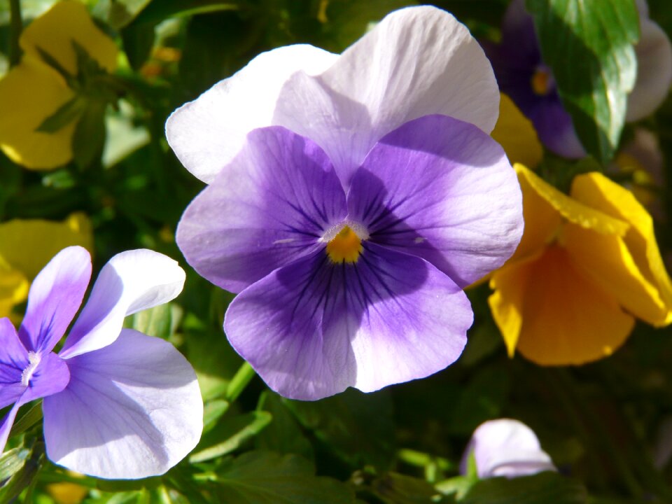 Bloom flower nature