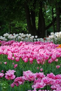 Tulips spring handsomely