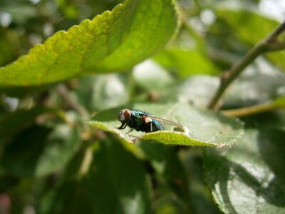 Common house fly housefly hymenoptera photo