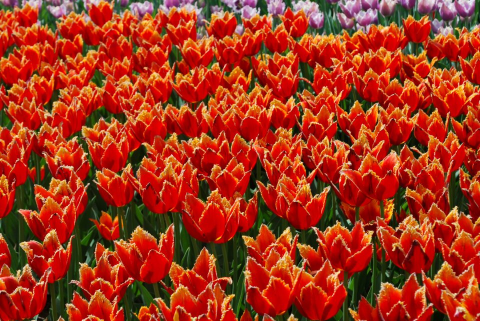 Tulips spring handsomely