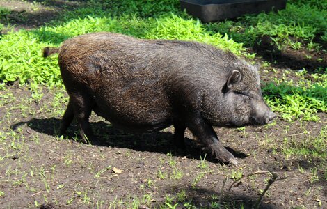 Domestic pigs animal teacup pig photo