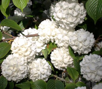 Leaves beautiful white