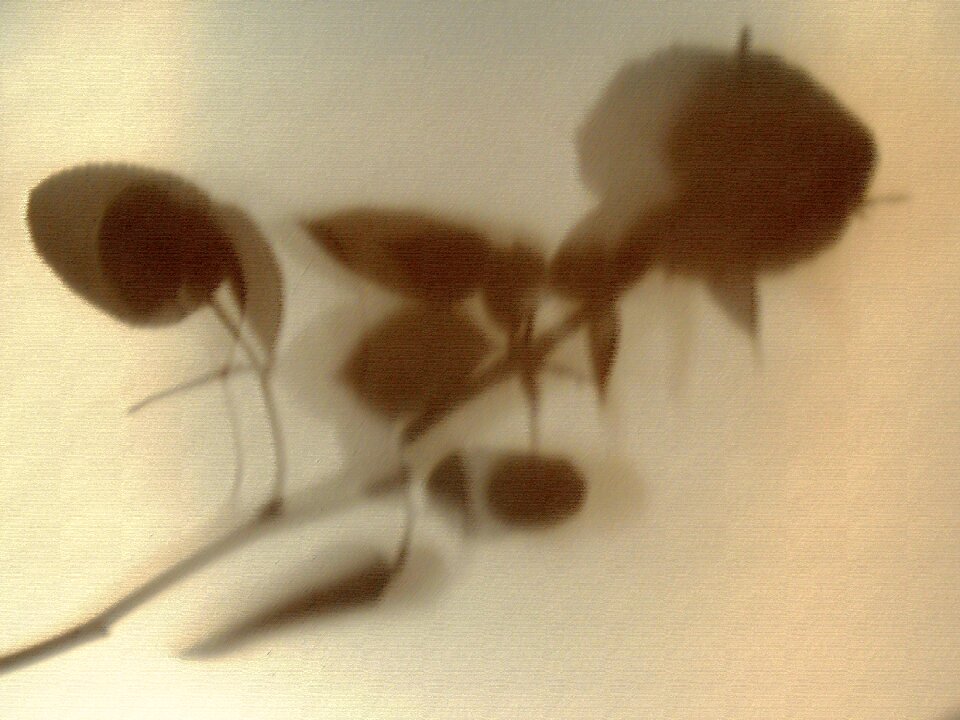 Flower rosa shadow