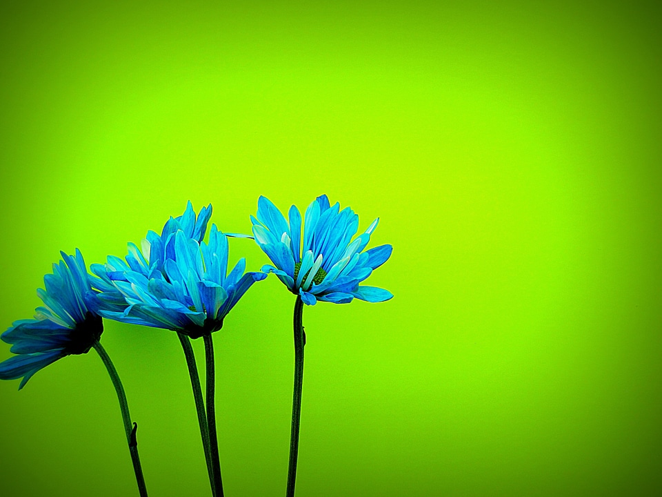 Bloom petals colorful