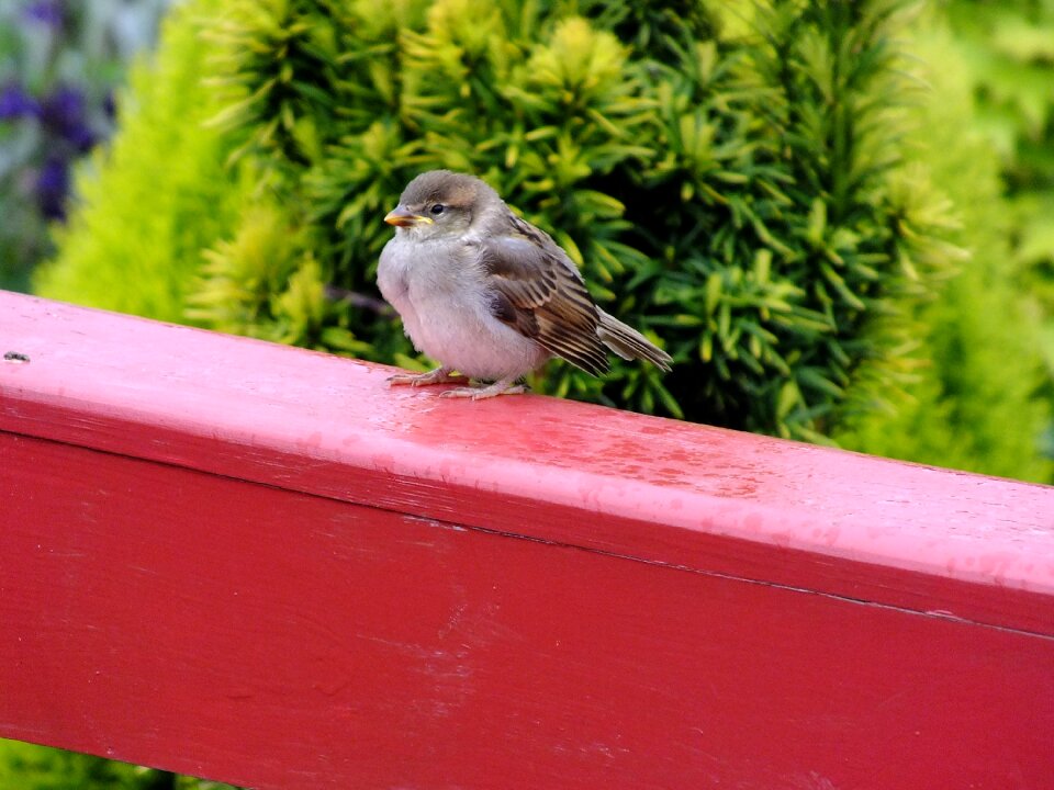 Bird balcony